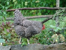 Henriette in the garden Henriette in the garden