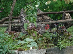 The girls in the garden The girls in the garden