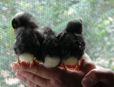 Three little chicks Three little chicks